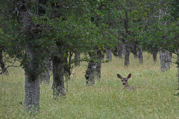 Mule Deer Doe in the Grass in the Oak Forest at Payne's Creek, California