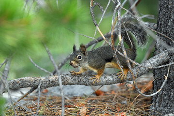 Gray Squirrel on a Branch in Lassen National Forest, California