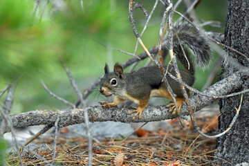 Naklejka na ściany i meble Gray Squirrel on a Branch in Lassen National Forest, California