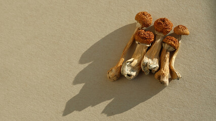 Dried psilocybe cubensis on ivory background, flat lay. Psilocybin mushrooms close-up. Magic...