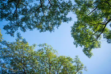 green tea garden and long trees on mountains