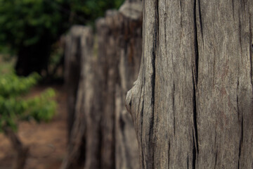 Mour&atilde;o da Cerca
