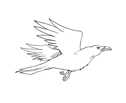 recommend clip art: Crow illustration to coloring