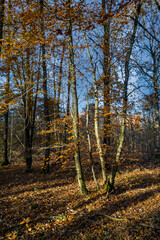 Fototapeta premium arbres en automne
