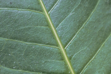 Light emerald green color more tone in stock. Copy space Abstract real nature beauty banner background. High Detail Macro leaf visible texture horizontal line. Element biology main vein cell structure