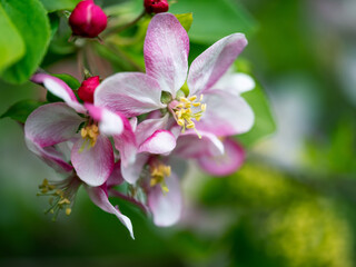 Obraz premium Soft pastel Cherry Blossoms in Spring