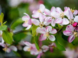Soft pastel Cherry Blossoms in Spring