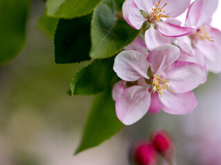 Soft pastel Cherry Blossoms in Spring