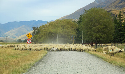 Sheep round-up, New Zealand