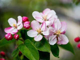 Fototapeta na wymiar Soft pastel Cherry Blossoms in Spring