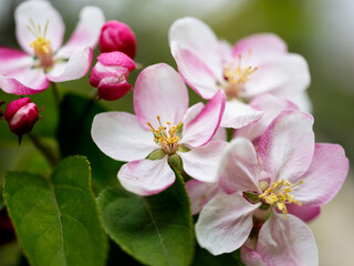 Naklejka na ściany i meble Soft pastel Cherry Blossoms in Spring