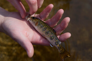White Mountains New Hampshire Native Brook Trout