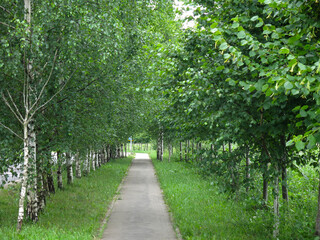 Obraz premium beautiful birch alley in summer with an asphalt path