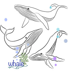 Hand Drawing Whales Doodle Illustration in different poses. An Arctic Animal