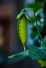 green pea pod