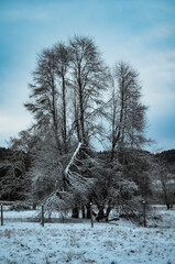 trees in the snow
