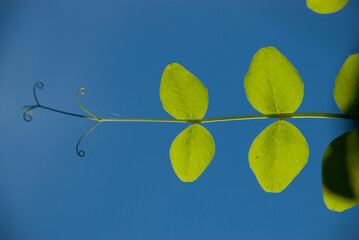 green leaves on blue sky