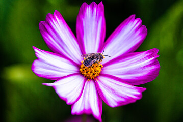 bee on flower