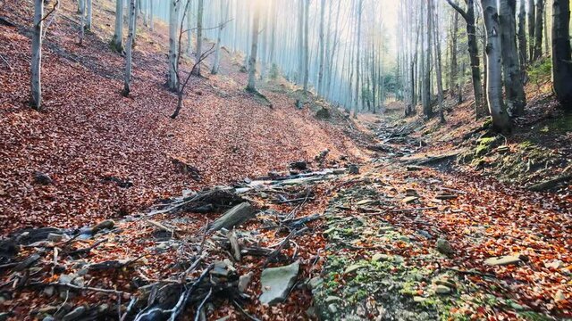 Autumn in the mountain stream full of golden leaves, Australian Shepherd dog playing in water, Beskidy, Poland