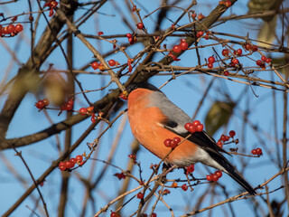Beautiful shot of adult, male Eurasian bullfinch (Pyrrhula pyrrhula) with red underparts sitting on branches of shrub and eating red fruits in sunlight in winter. Fruit in beak of a bird