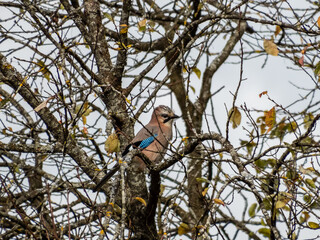 The Eurasian jay (Garrulus glandarius) sitting on a branch with visible wing with black and white bars and a prominent bright blue patch with fine black bars