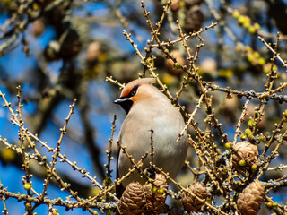Beautiful bohemian waxwing sitting on a branch of a larch  surrounded with fresh green needles in early spring with blue background