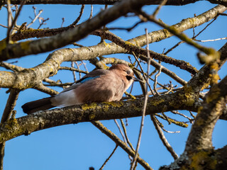 The Eurasian jay (Garrulus glandarius) sitting on a branch with visible wing with black and white bars and a prominent bright blue patch with fine black bars