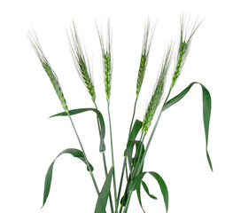 Ears of barley isolated on white background, top view