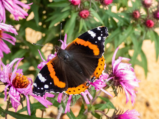 Dorsal view of medium sized butterly The red admiral (Vanessa atalanta) with black wings, red bands, and white spots sitting on pink flower in garden