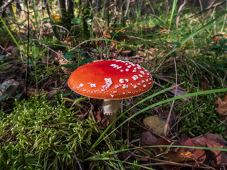 Big, red poisonous mushroom Fly Agaric (Amanita Muscaria) mushroom with white warts and visible white veil in a forest surrounded with green grass dry leaves and moss on forest ground