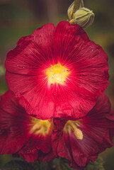 red hibiscus flower