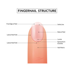 Fingernail Anatomy. Structure of human nail.