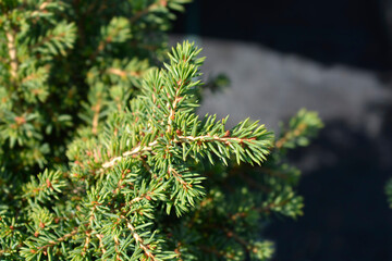 Little Gem Norway spruce