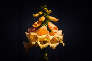 flower on black background