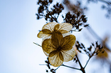 leaves on blue sky