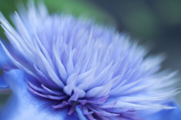 Obraz premium blue flower macro