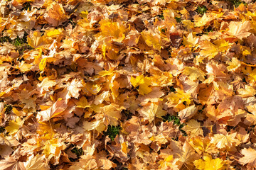 Yellow leaves on the ground in autumn, beautiful background
