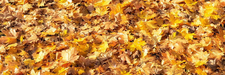 Yellow leaves on the ground in autumn, beautiful background
