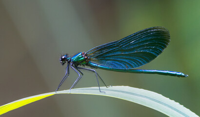Male banded demoiselle.