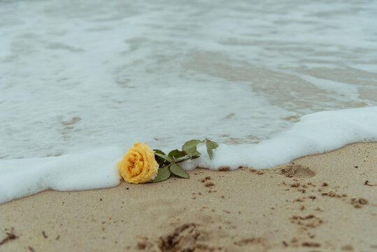 Une rose jaune emport&eacute;e par les vagues - symbole d'un adieu