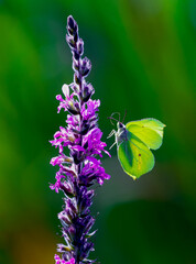 Brimstone butterfly.