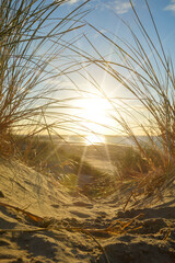 Sunset in the sand dunes with beach grass
