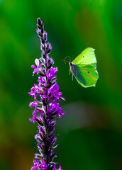 Brimstone butterfly.