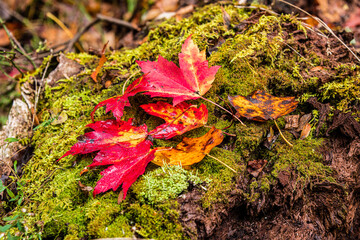 autumn leaves on green moss