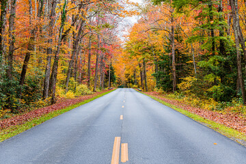 road in autumn forest