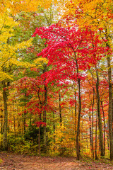 autumn in the forest