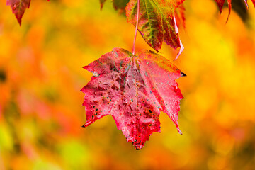 red maple leaf