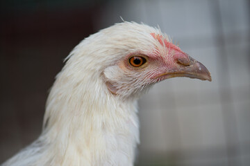 Portrait of a young white chicken isolated on a gray background of a rural farm. Close-up of a chicken with a small scallop and a brown beak smeared in the ground. Growing of poultry. Homemade chicken