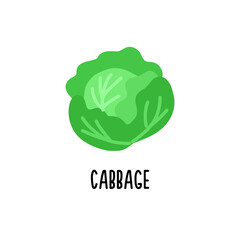 Isolated white cabbage clipart. Vector image.