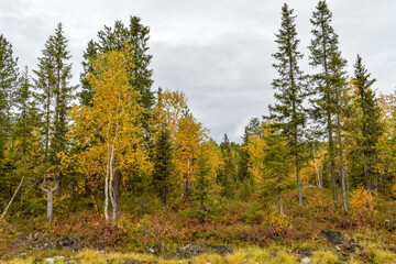 Impenetrable autumn forest in the north of Russia on a cloudy day.